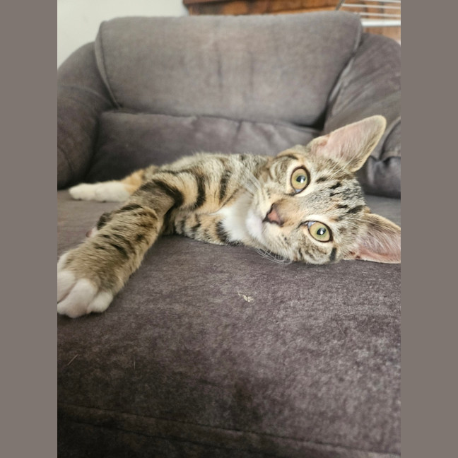 Photo of Mabel (Was Max)