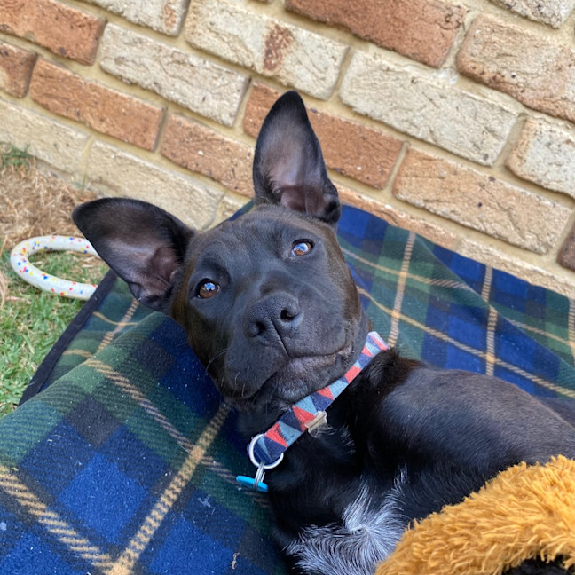 Photo of Cinders