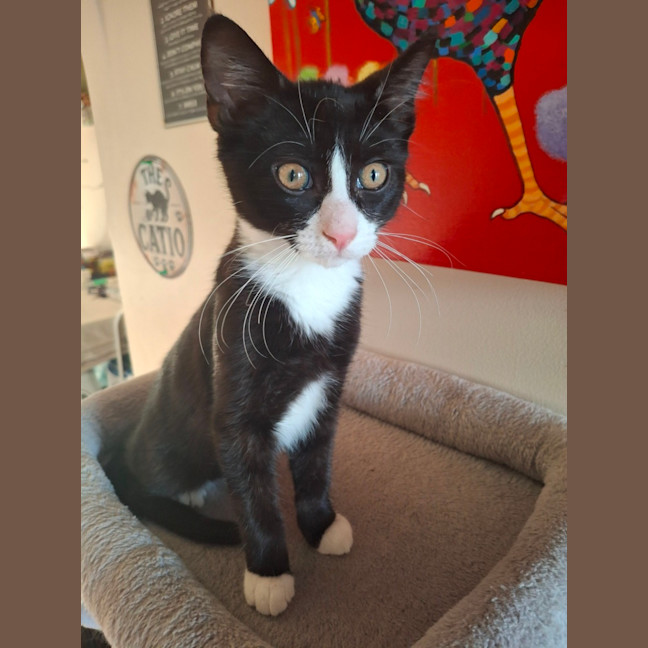 Photo of Socks