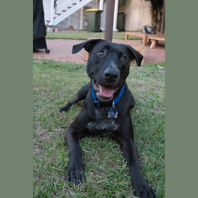 Photo of Magnum *$150 Adoption Fee*
