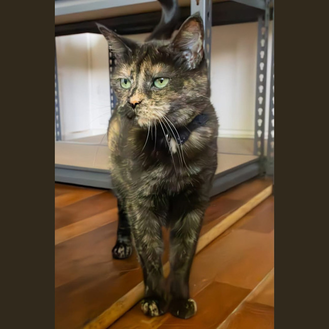 Photo of Tizzy 