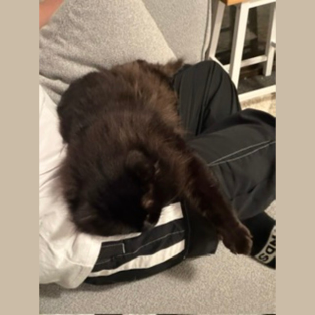 Photo of Jet   9 Year Old Domestic Long Hair