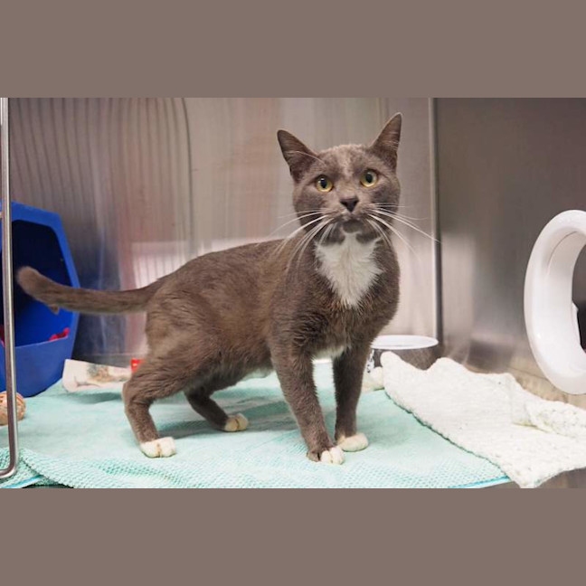 Photo of Smokey