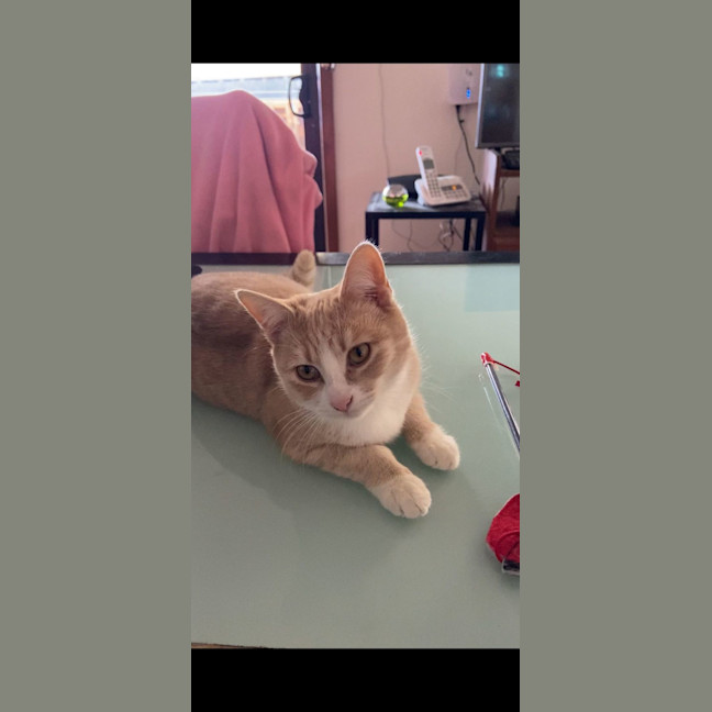 Photo of Lady Daphne* 9 Lives Project Rescue*