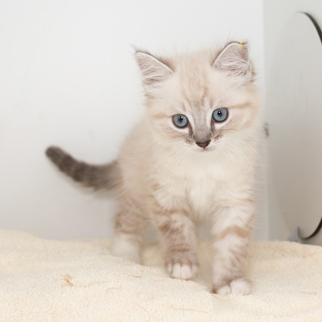 Photo of Burrito