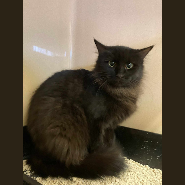 Photo of Lady