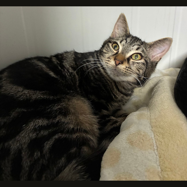 Photo of Tenor