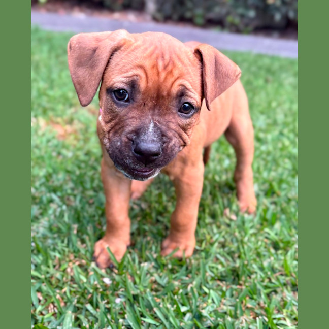 Photo of Sky   9 Week Old American Staffy