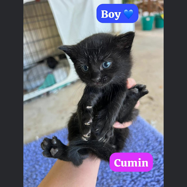 Photo of Cumin