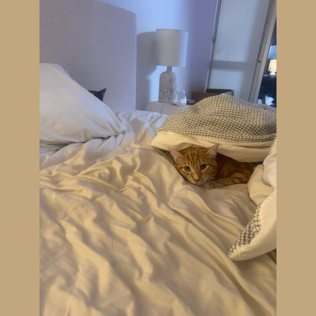 Photo of Ginger And Snowy
