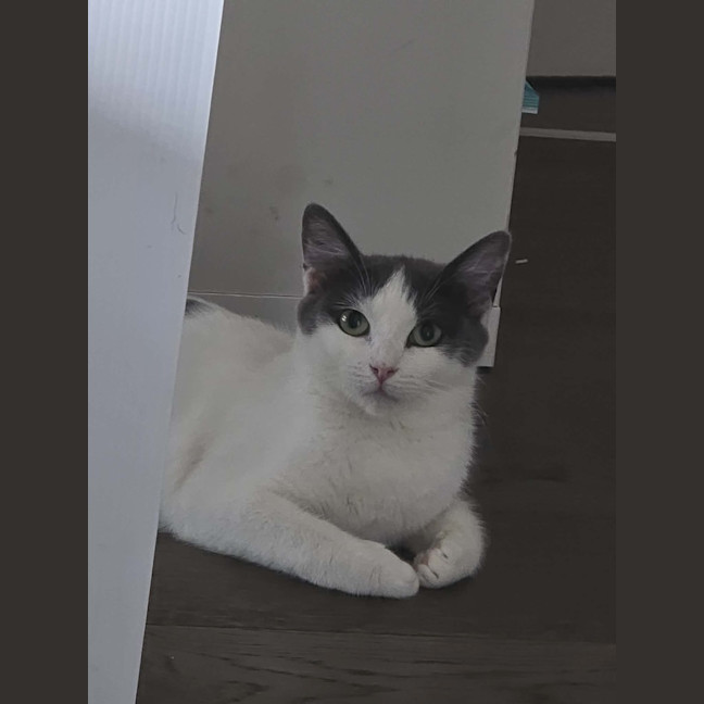 Photo of Mama Yuki **2nd Chance Cat Rescue**