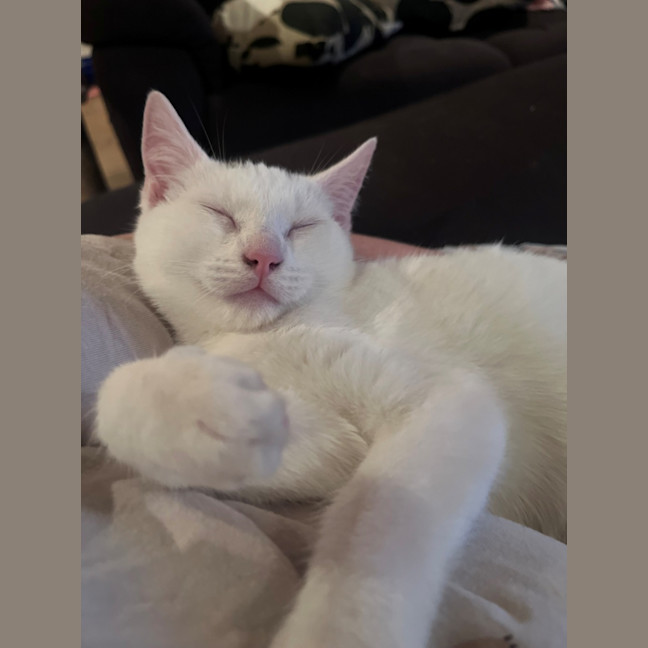 Photo of Romeo