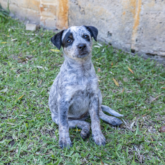Photo of Peanut