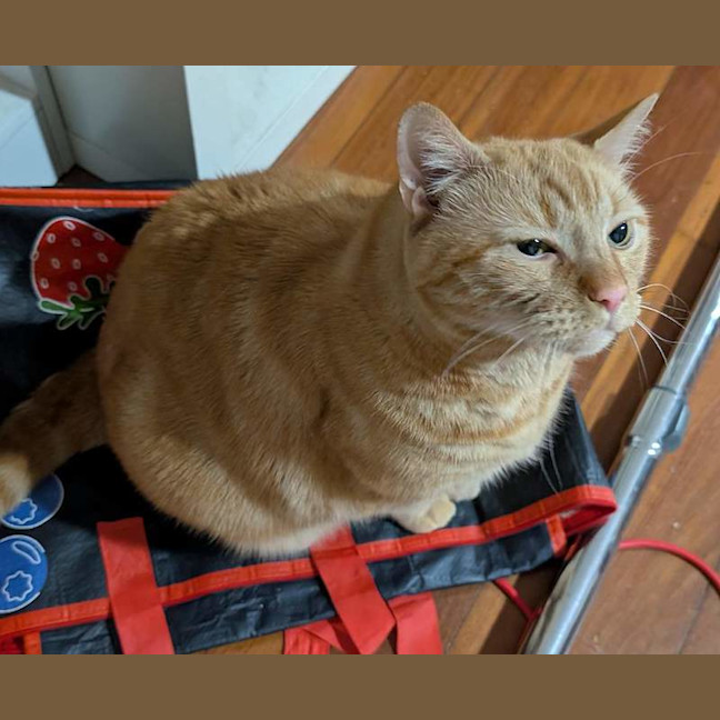 Photo of Bert