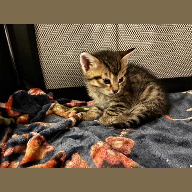 Photo of Zylo