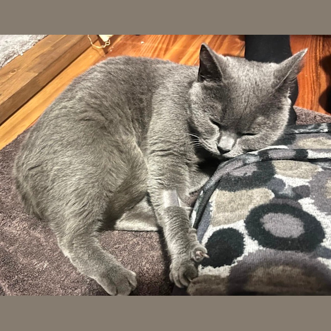 Photo of Miaowzzee