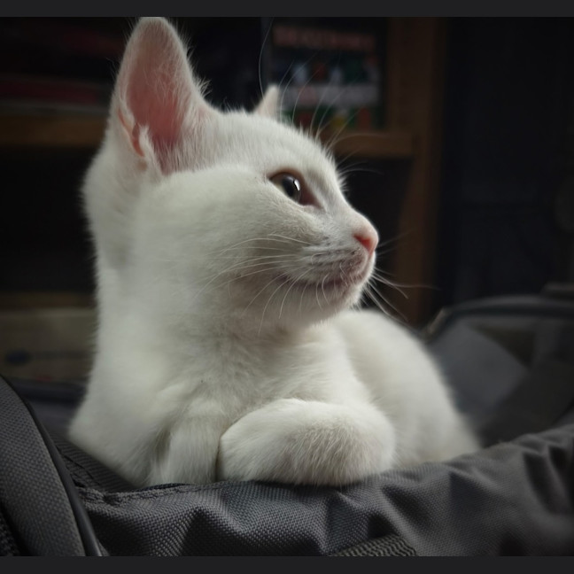 Photo of Smudge