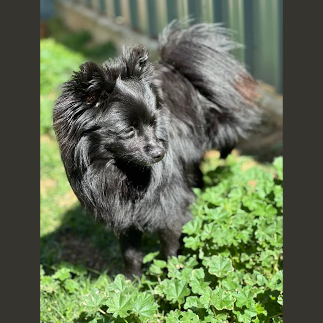Photo of Flint 