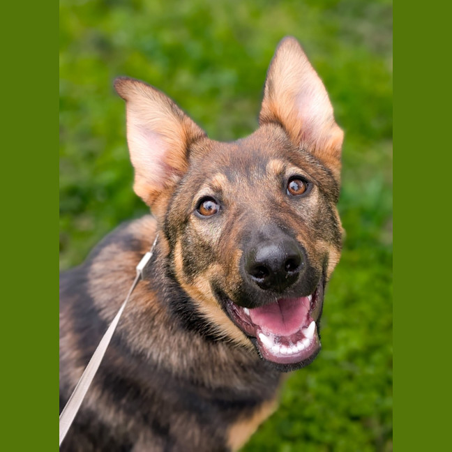 Photo of Rin Tin Tin 
