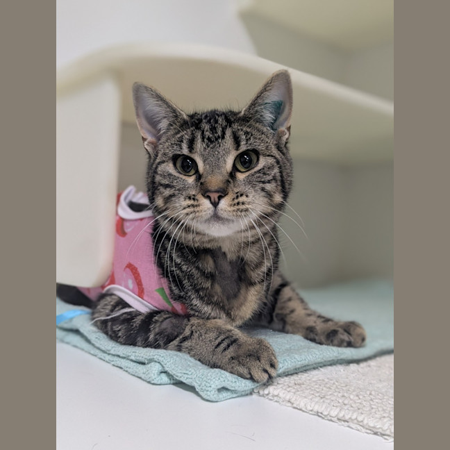 Photo of 🍸 Meowtini 6328 🍸