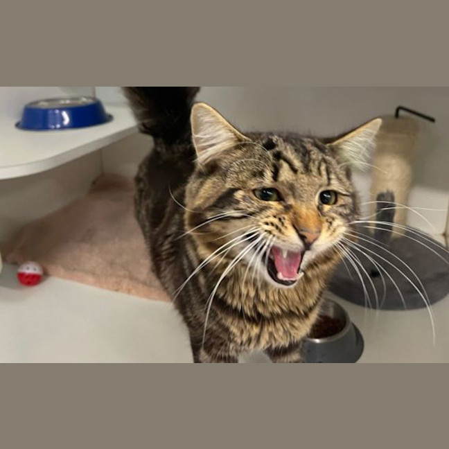 Photo of Jubb Jubb