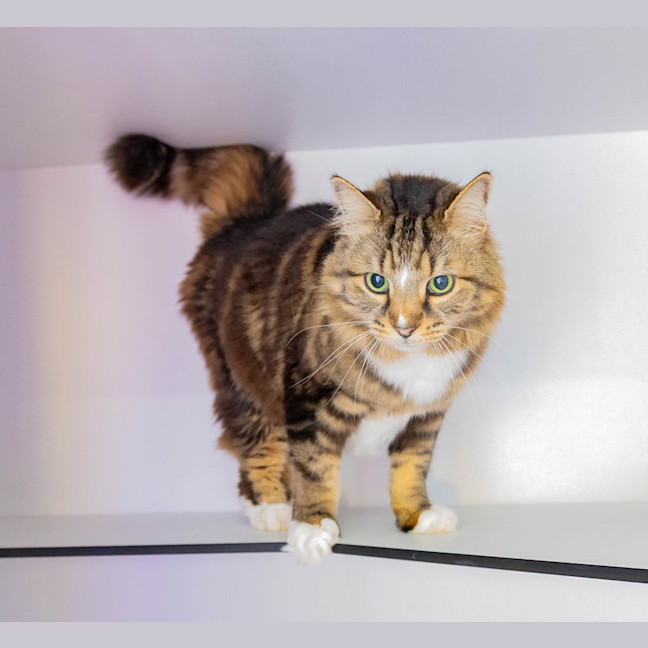 Photo of Rambo