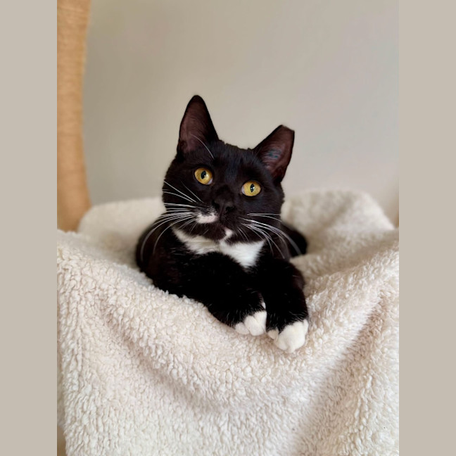 Photo of Angus