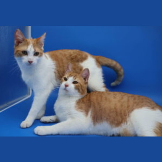 Photo of Krispy N Pretzel  Pet Quarters Broadmeadow