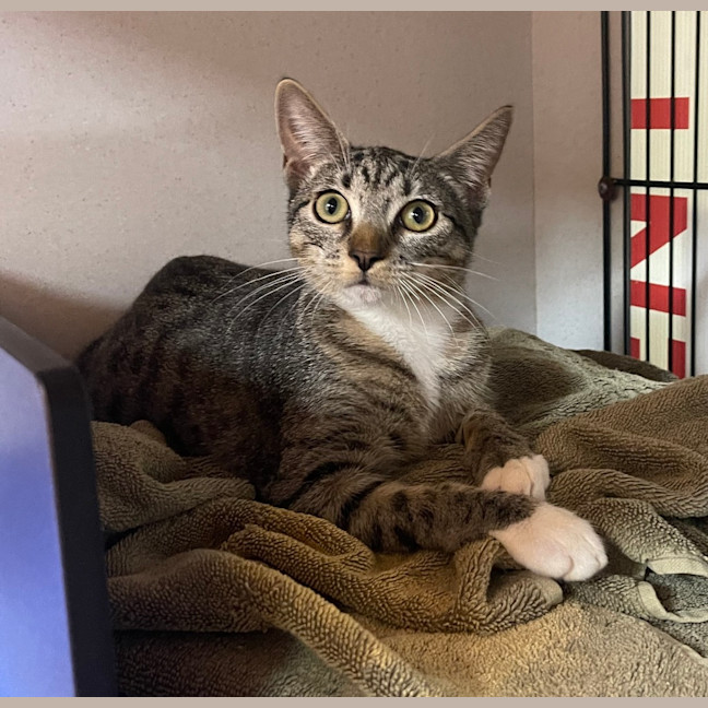 Photo of Maple