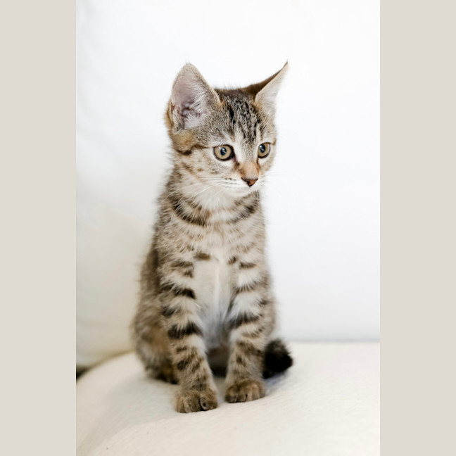 Photo of Tiger