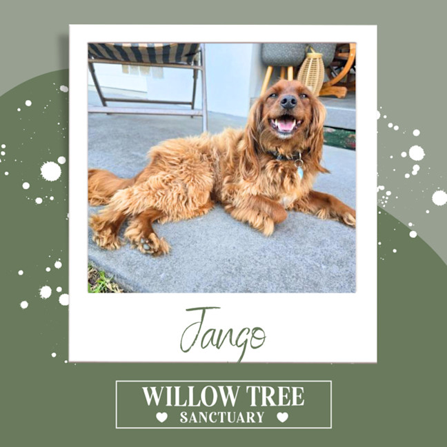 Photo of Jango