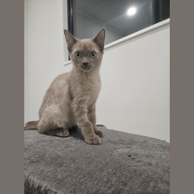 Photo of Zephyr