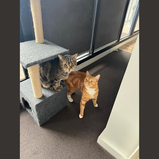 Photo of Kimchi & Bruno