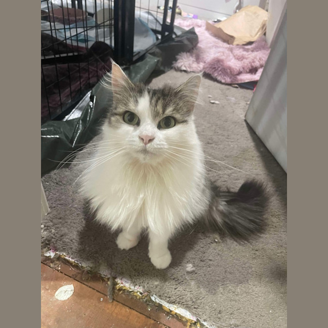 Photo of Venus 