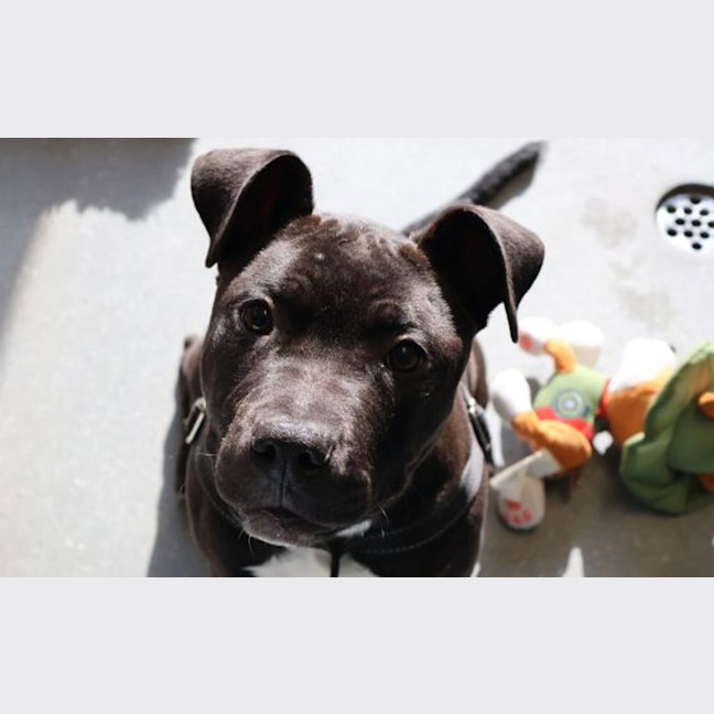 Photo of Stitch