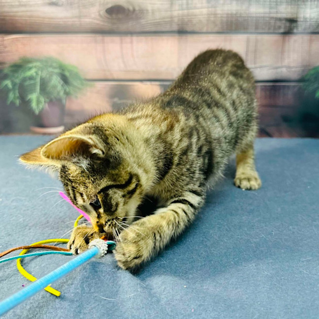 Photo of Apollo   Meet Me In Preston