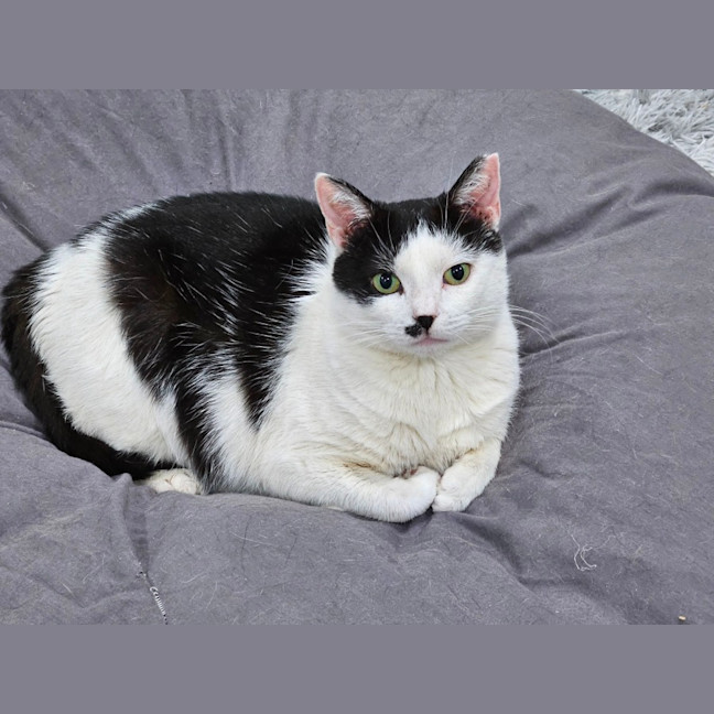 Photo of Panda