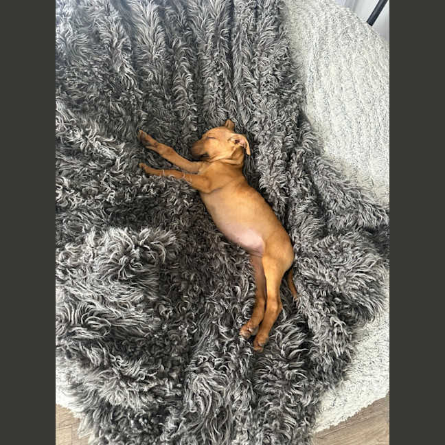Photo of Biscuit