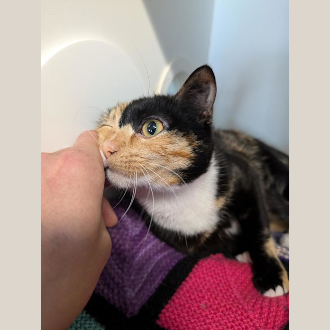 Photo of Chickpea