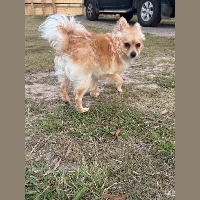 Photo of Barry   16 Month Old Pomeranian X