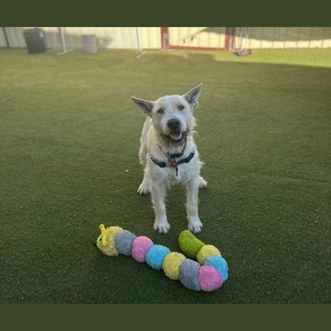 Photo of Odie