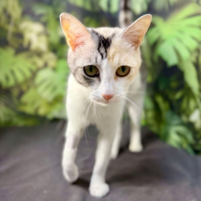 Photo of Apricot   Located In Brunswick East