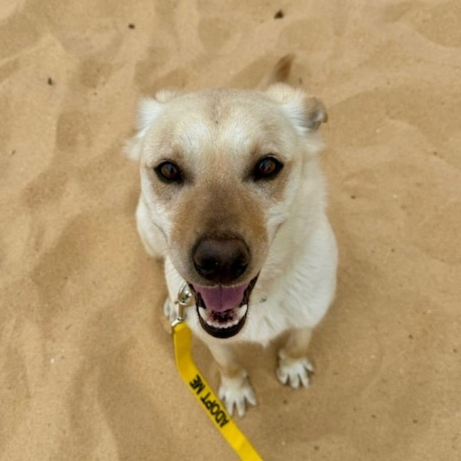 Photo of Koa