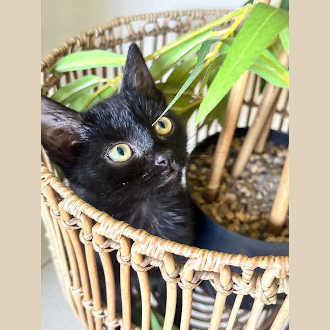 Photo of Sprout