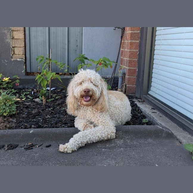 Photo of Gnocchi Russelton
