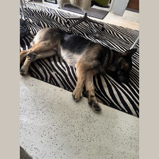 Photo of Pretzel (Eddie)