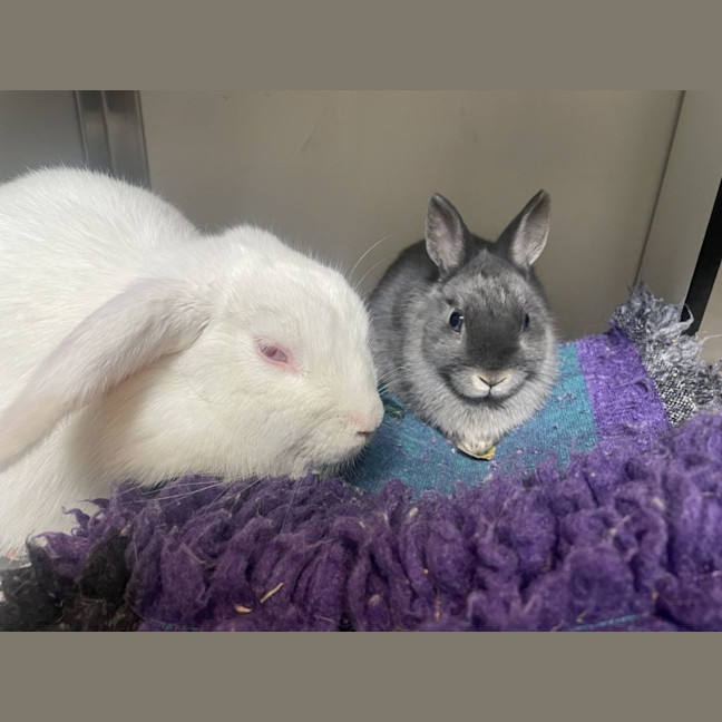 Photo of Bambi (Bonded To Blinky)