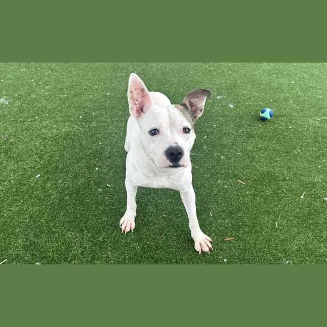 Photo of Sally Imp 842