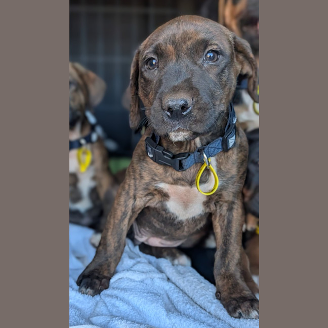 Photo of Cora