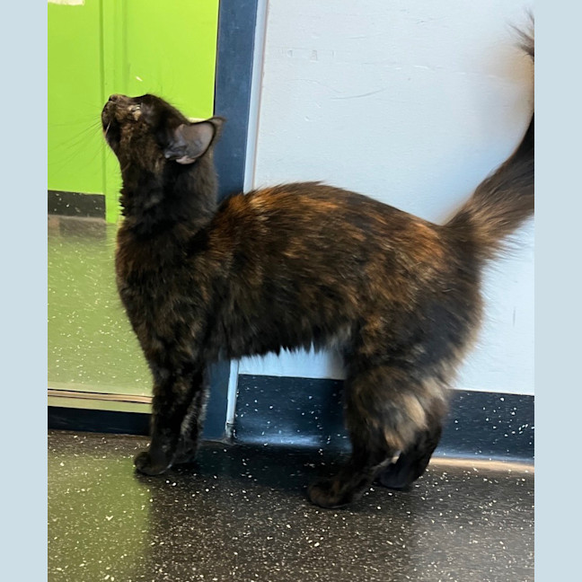 Photo of Sweetie